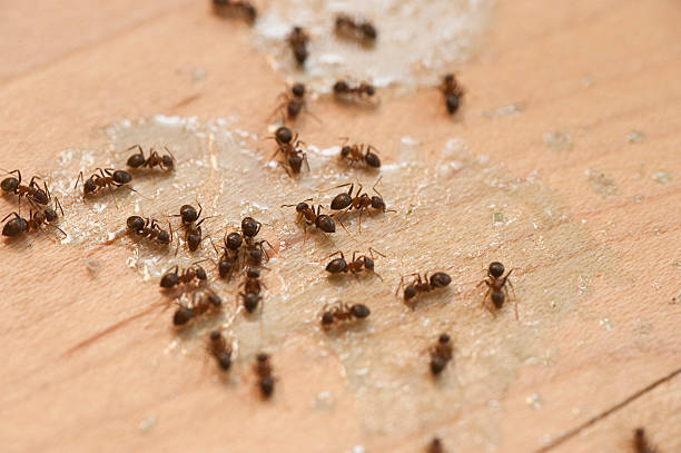 Best Termite Control Services  in South Blooming Grove, NY