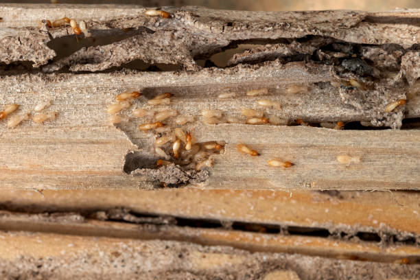 Flea Control Services in South Blooming Grove, NY